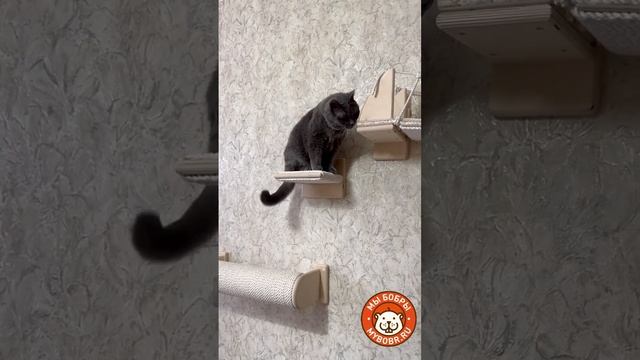 А у ваших усатых есть любимая когтеточка?