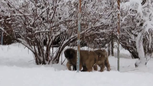 Желанный Друг  4154