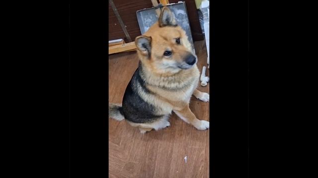 1000012937.mp4 (Собака рассматривает план-схему электрики дома А-фрейм)