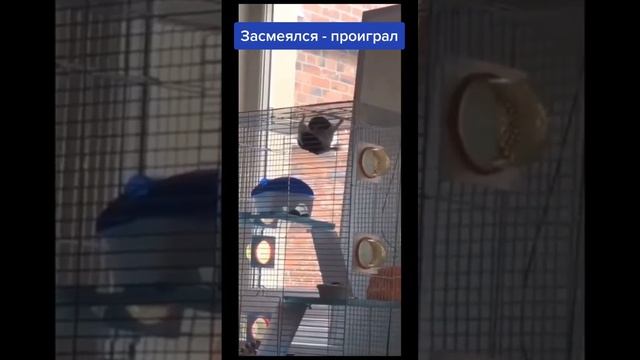 прикол встречай ээ