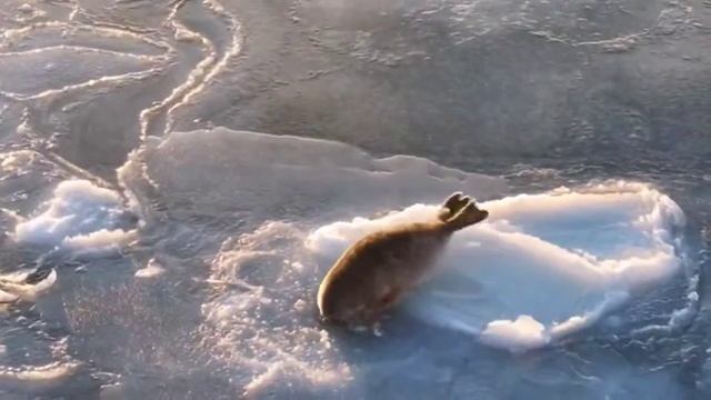 Тюлень увидел, как его снимает дрон, и попытался сбежать, но с первого раза не получилось.