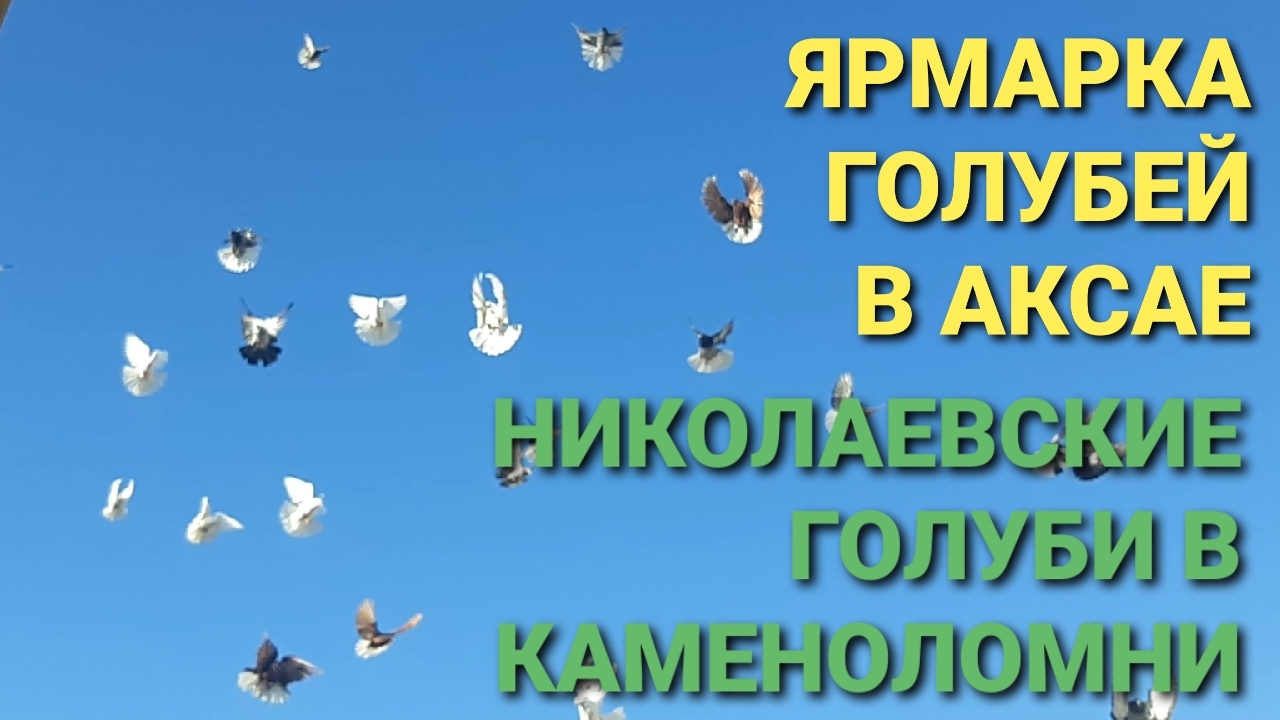 🔥🔥🔥 Ярмарка голубей в г.Аксае. Николаевские голуби в рп.Каменоломни.