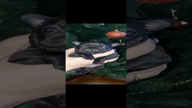 Девочка чёрный солид