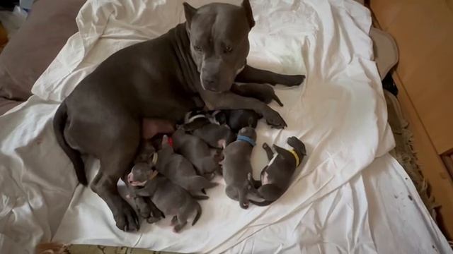 счастливая мама