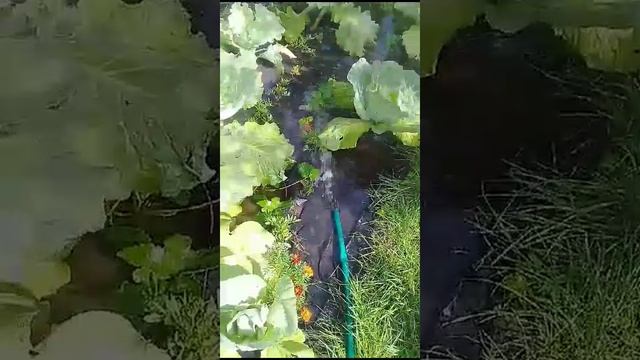 VID-20250114-WA0009.mp4