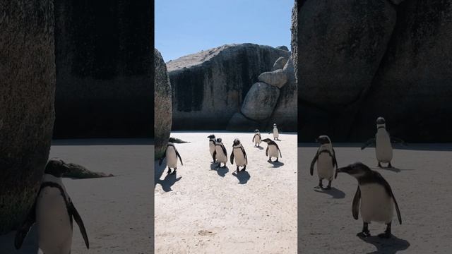 5592502-hd_1080_1920_24fps