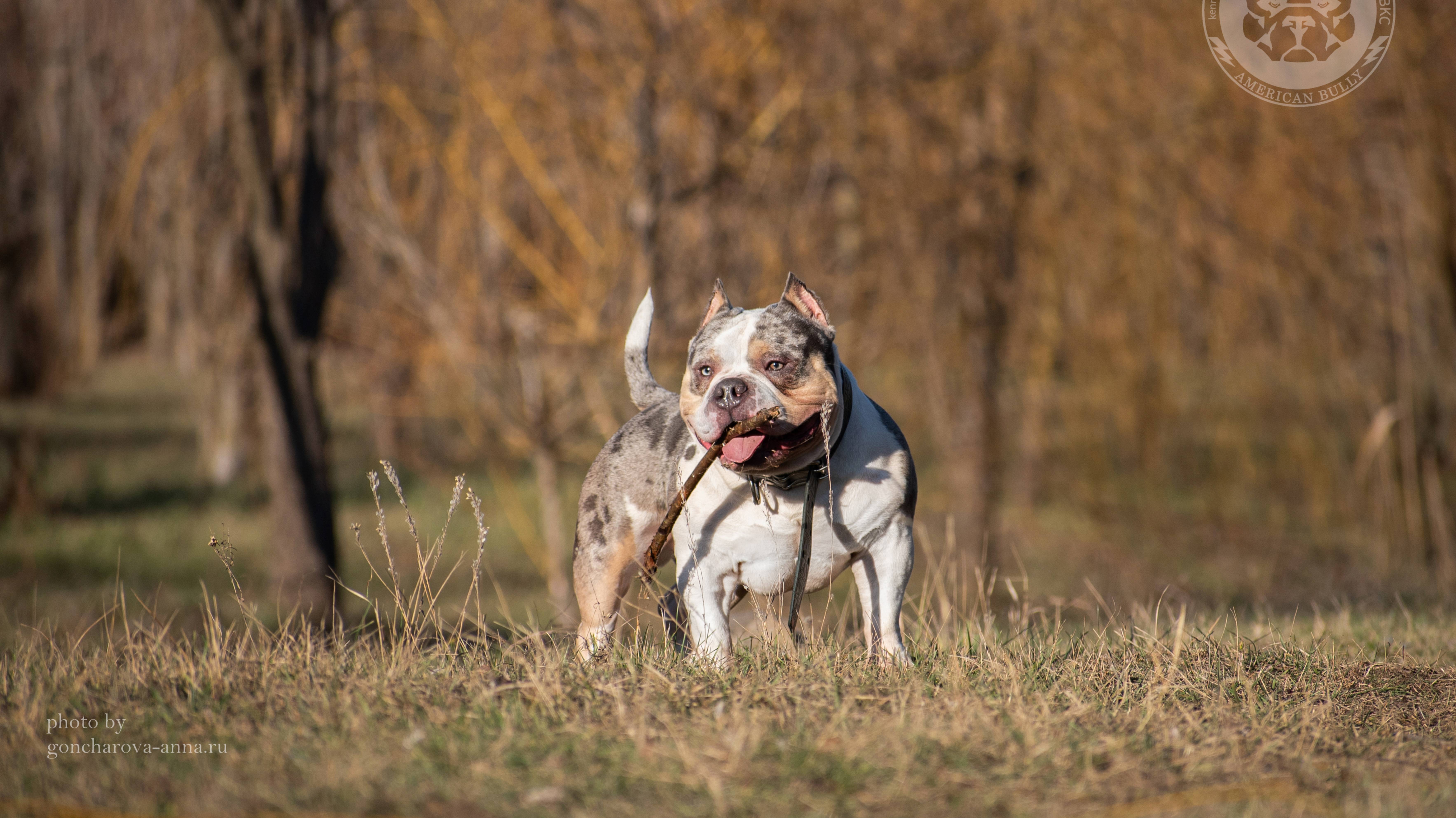 Каспер - BULLY LOVERS KASPER, Американский Булли покет
Питомник THE POWER OF SIBERIA