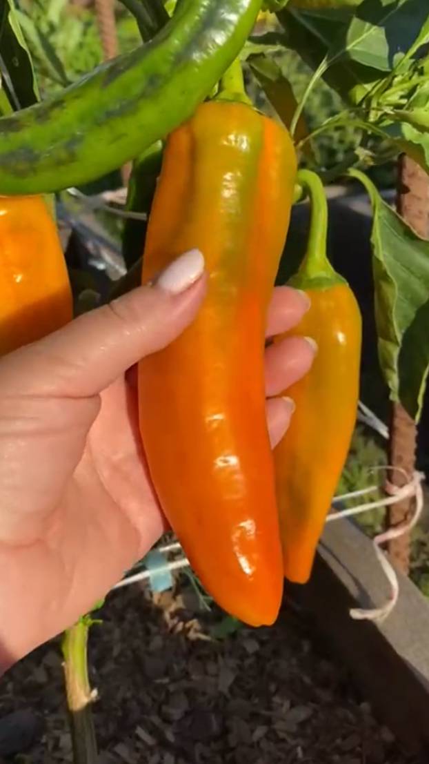 🌶Перец сладкий АРИЭЛЬ! #short #томаты #советы