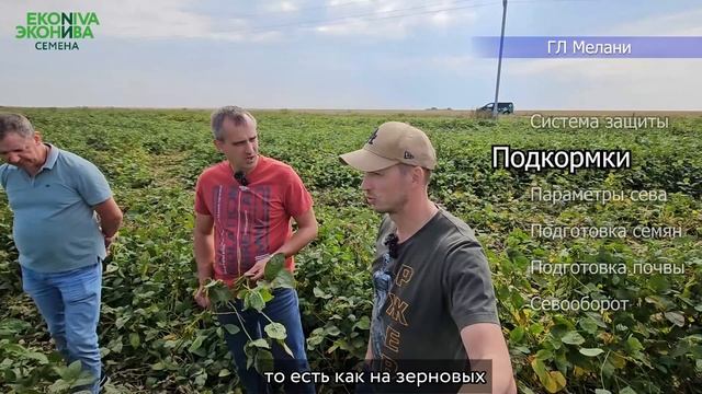 Сорт сои ГЛ Мелани. Орловская обл