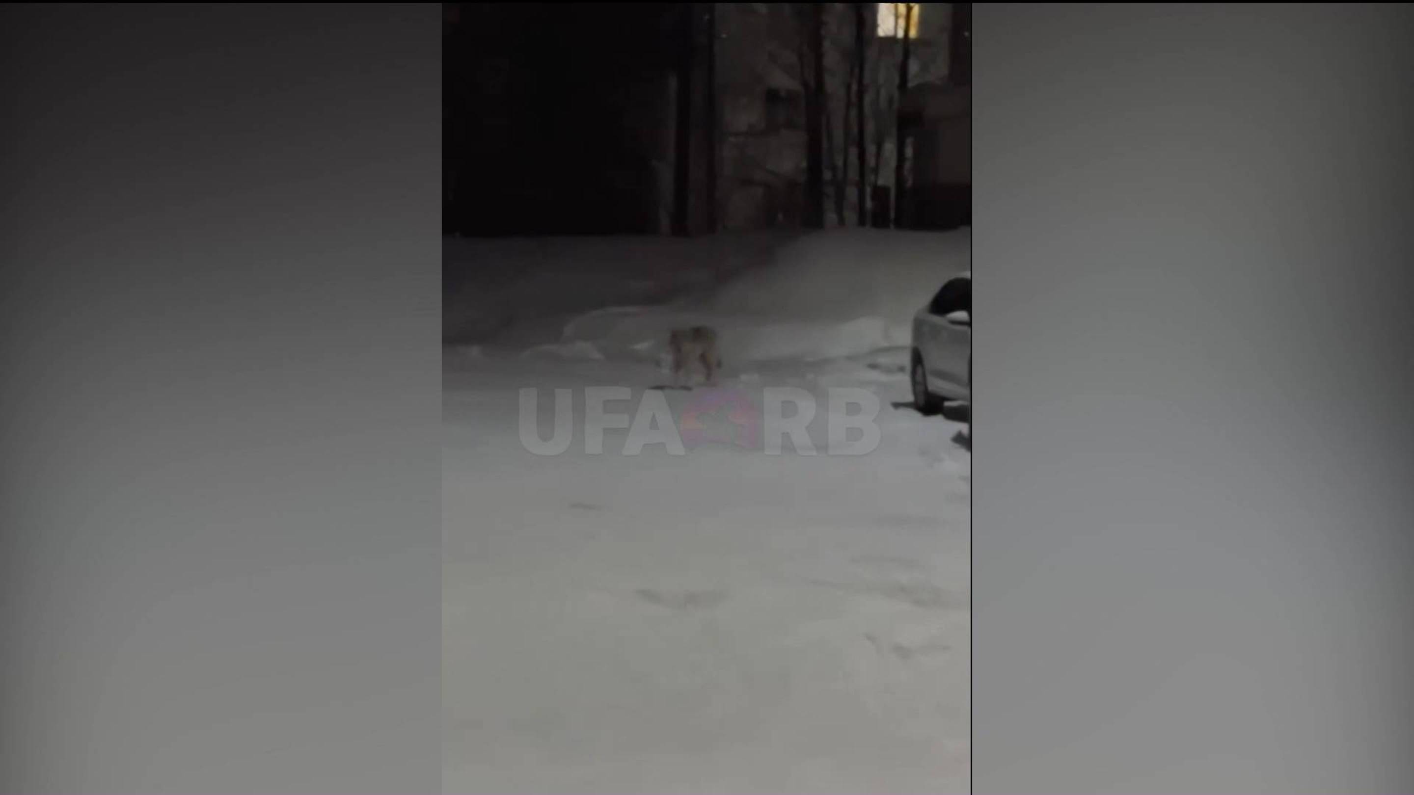 Убивает собак: бегающий по улицам волк в Башкирии напугал горожан