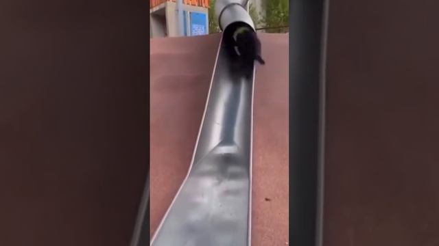 прикольное видео