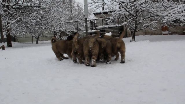 щенки кавказской овчарки