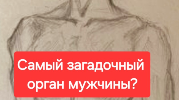 Самый загадочный орган мужчины?