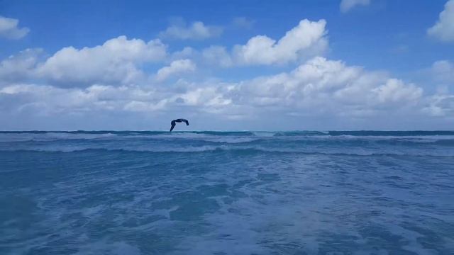 Пеликан на Кубе / Cuban pelican. 08.01.2017.