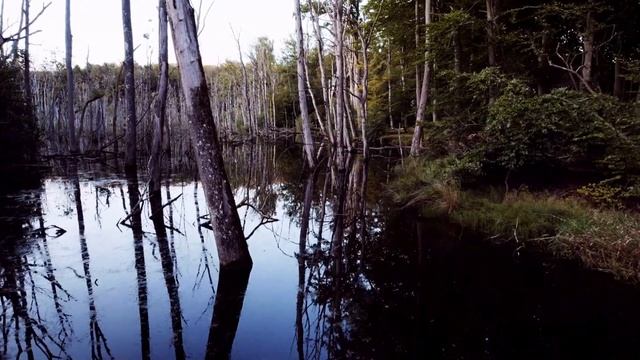 Звуки русских болот | ASMR-атмосфера Погружения в утопию