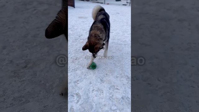 Волчок ищет хозяев. Проект Собака Юзао