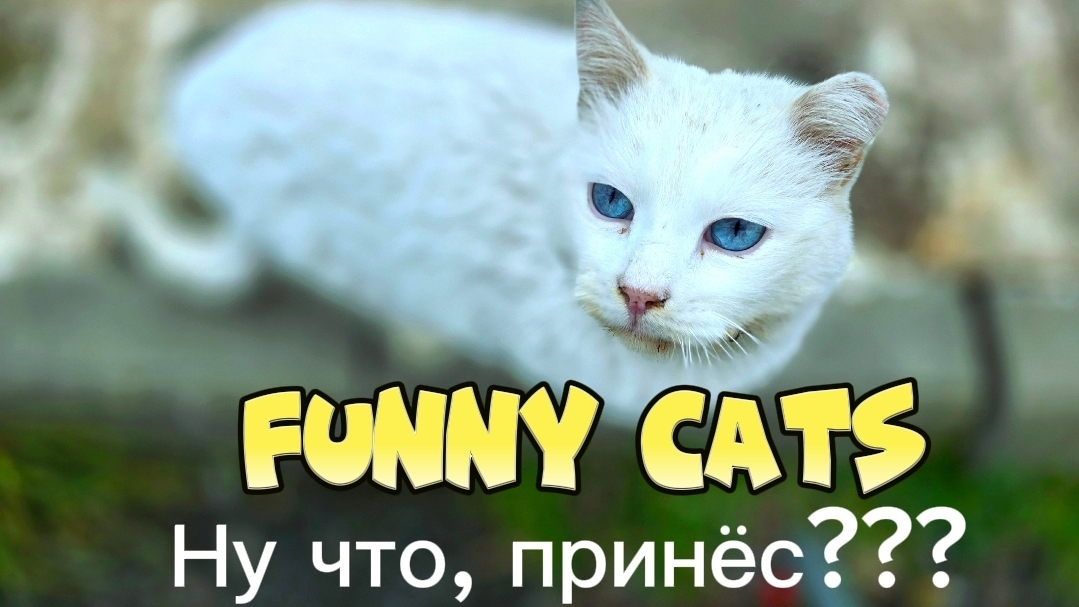 ХОЛОДНО, НО ПОШЁЛ ПОКОРМИТЬ КИСОК👣