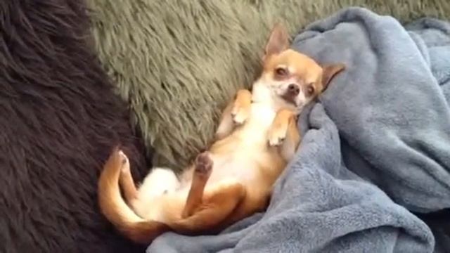 Salut, mon petit  DREAM ! Моя маленькая собачка My little chiwawa