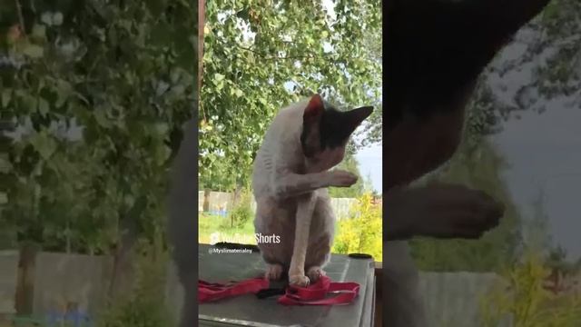 Солнышко проснулось 🌞 #кошки #котики #милота