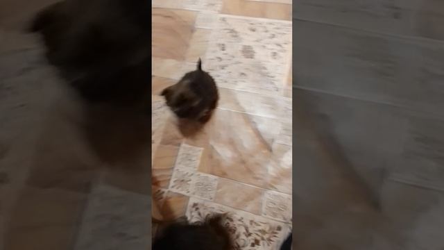 1000025288.mp4