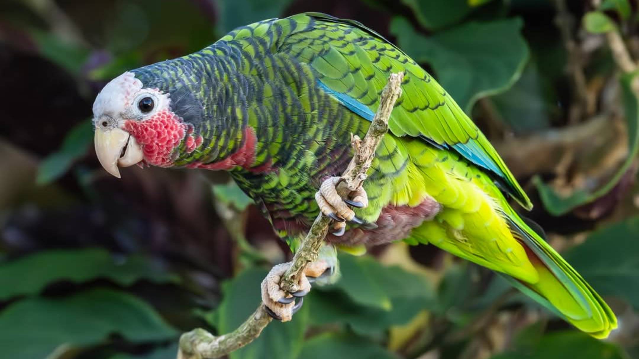 Кубинский амазон (Amazona leucoceohala)