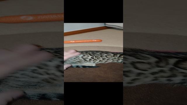 бенгал ф2.mp4