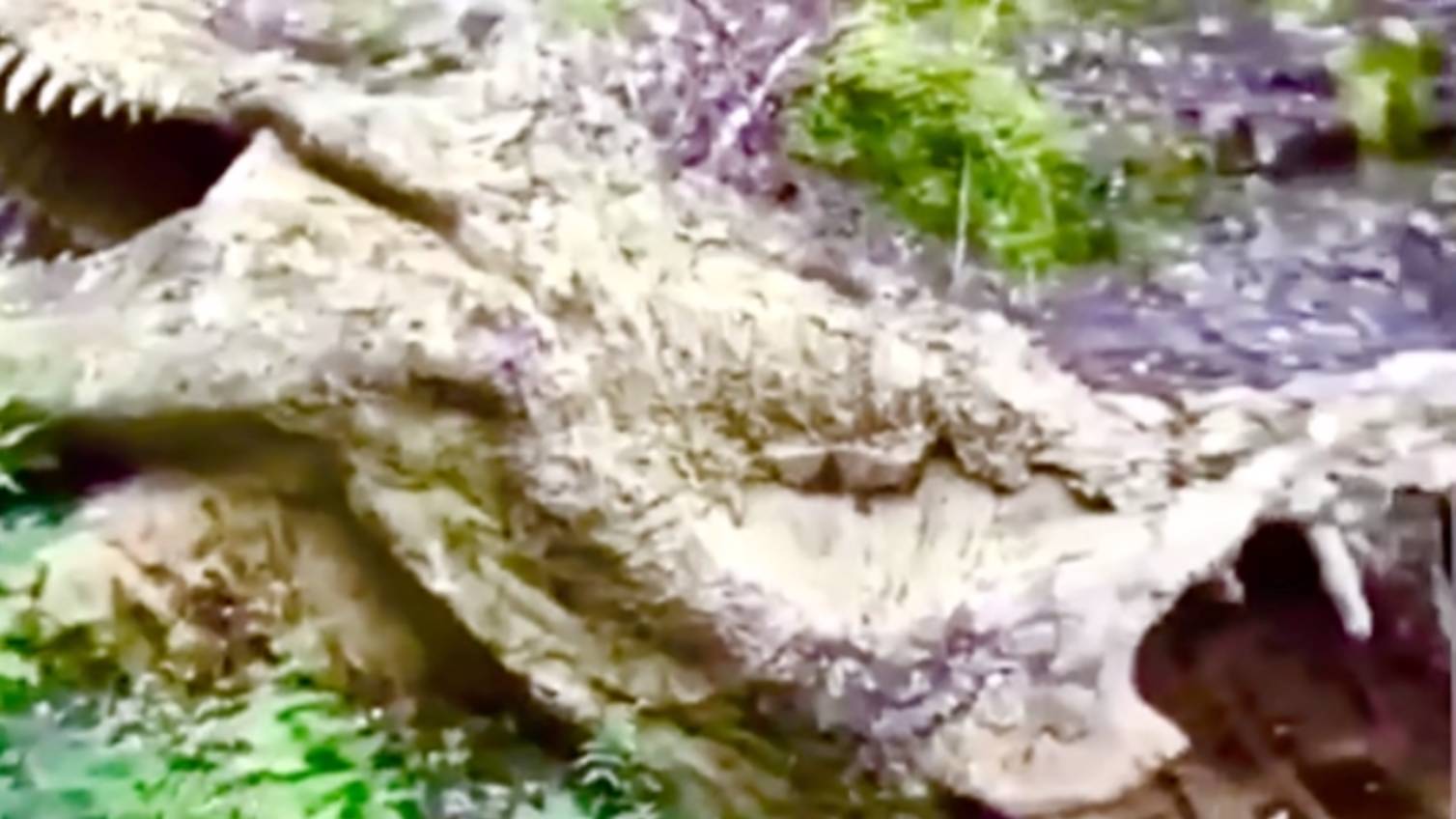 Останки Тираннозавра В Джунглях