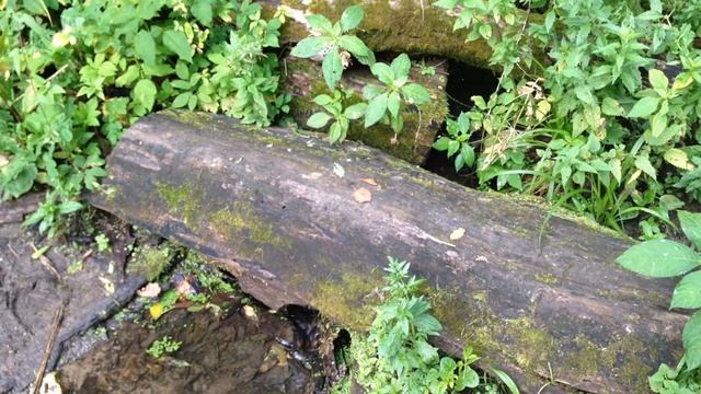 Я - МАЛЕНЬКОЕ БРЕВНО // I am little log