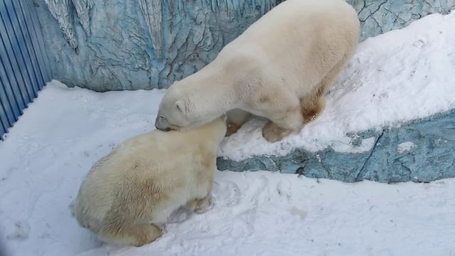 Белые медведи. Первая встреча весной. 27 февраля 2020