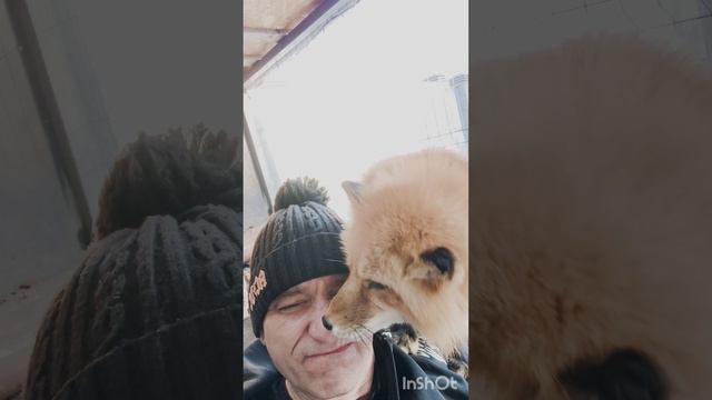 пришёл к #лису в гости по сидеть на кресле
#лисы 🦊 #лис #лисица #fox