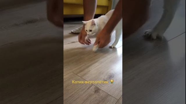 котик вертолетик