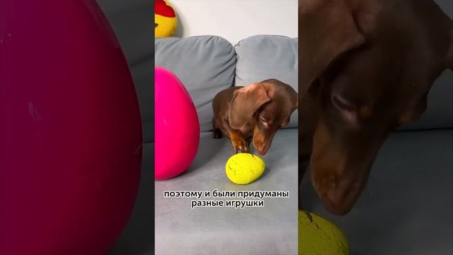 ЗАЧЕМ ЖИВОТНЫМ НУЖНЫ ИГРУШКИ?