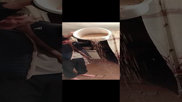 14.01.2025г.кум посевает