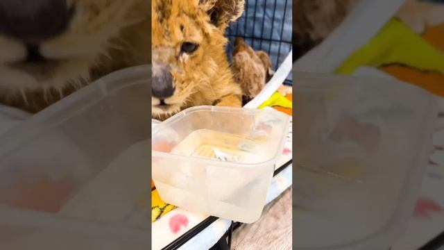 🦁Побитый жизнью львенок Тайсон из «Земли прайда» делает первые шаги к выздоровлению🦁