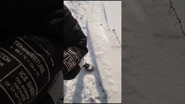полевая мышка