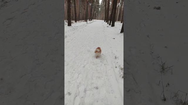 гуляка