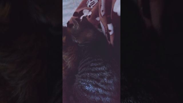 Просыпайся, уже утро.