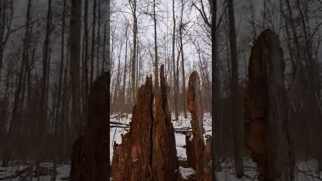 лес..