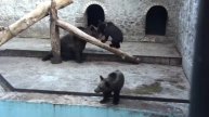 07-27-2010 Visiting the Kharkov Zoo Part 8 of 27 - Baby bears playing.wmv