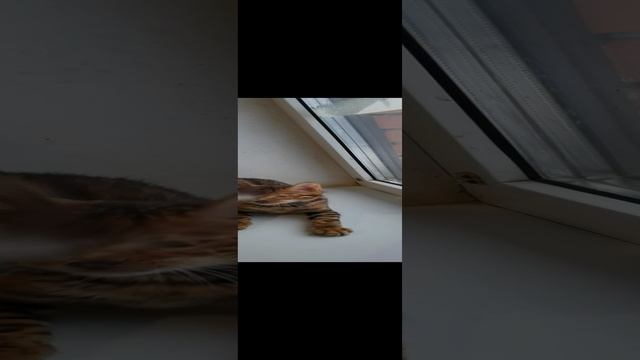 VID_20250114_112010.mp4