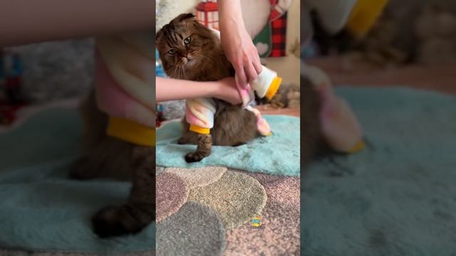 Кто со мной гулять?😸 #котики #милыекотики #зима