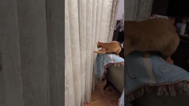 абиссинская  кошечка  умная