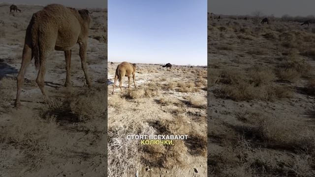 🐪Стадо верблюдов в Туркменистане