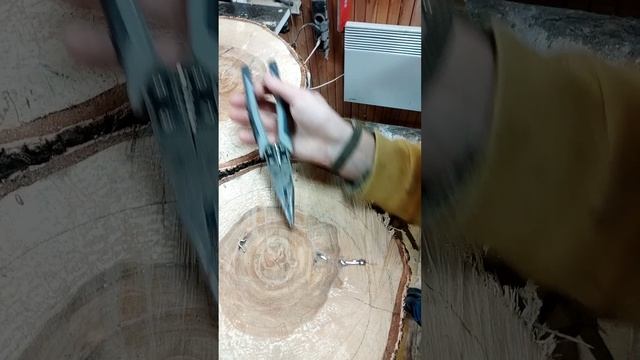 Сюрприз внутри пня