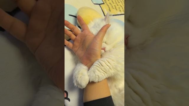 Котик 😻