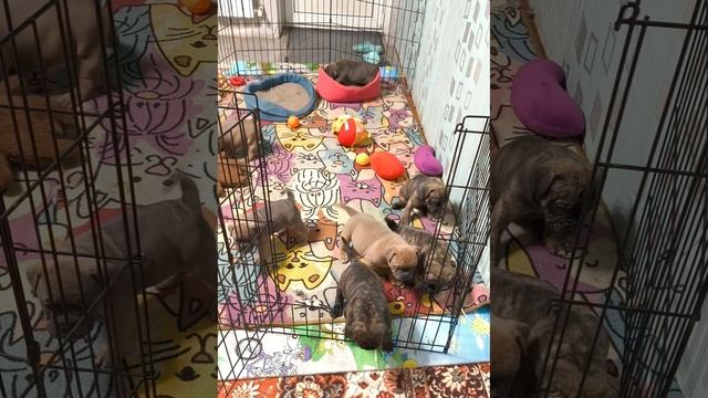 Нашим малышам исполнился месяц .Такие славные дети Чакка и Пантеры .Обожаю 😁