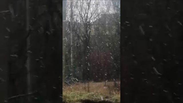 1000008970.mp4снег на Кубани