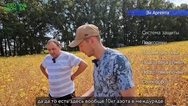 Сорт сои ЭН Аргента. Воронежская обл.