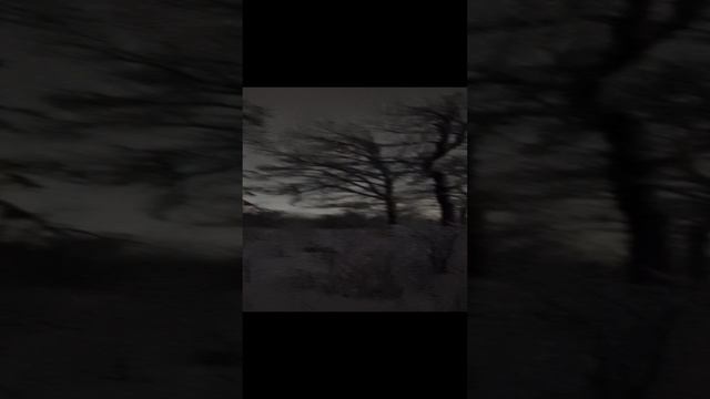 13 января 25г,  Лес в снегу, ночь 🌙 🌙 🌙
