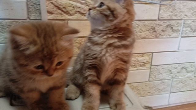 кошечки- шоколадки.mp4